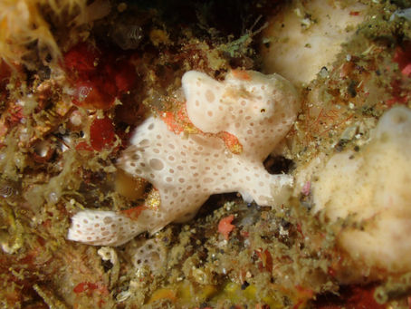 一緒に生物探してくれる方募集!