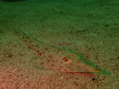 「7月31日」しんや初ブログ