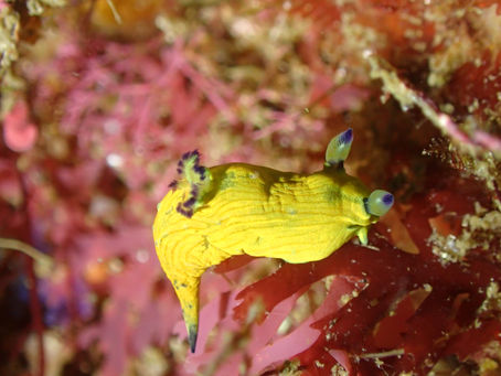 春の濁りかな、