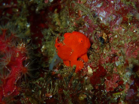 コロッとした新顔!?