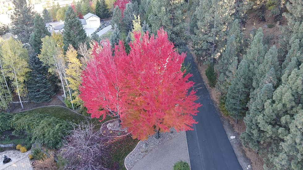 Close-up view of native plants used in commercial landscaping