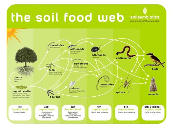 soil food web diagram.png
