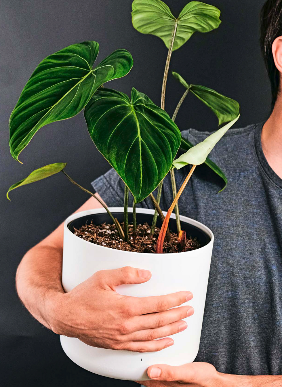 Ein Mann hält eine Pflanze in einem weißen Topf und zeigt sie stolz in die Kamera.