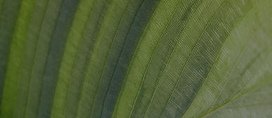 leaf texture