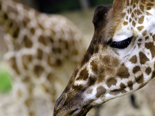 Giraffes and the Silent Extinction
