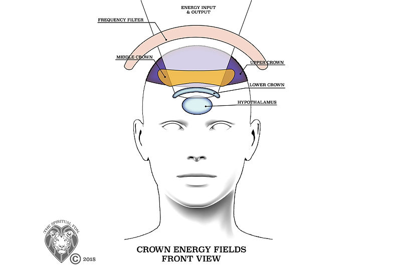 Brain Crown Energy Fields.jpg
