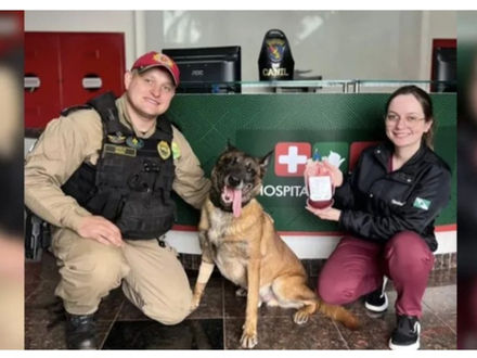 Cão policial faz doação de sangue no Paraná para salvar cadela atropelada