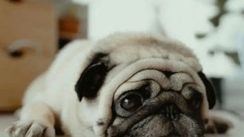 Homem é preso após atirar contra cachorro