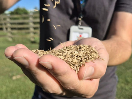 ​Epagri amplia oferta de sementes de azevém Altovale para 2026