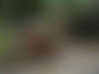 Vendaval deixa estragos em Canoinhas