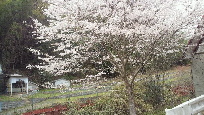 炭山ペットパークの桜