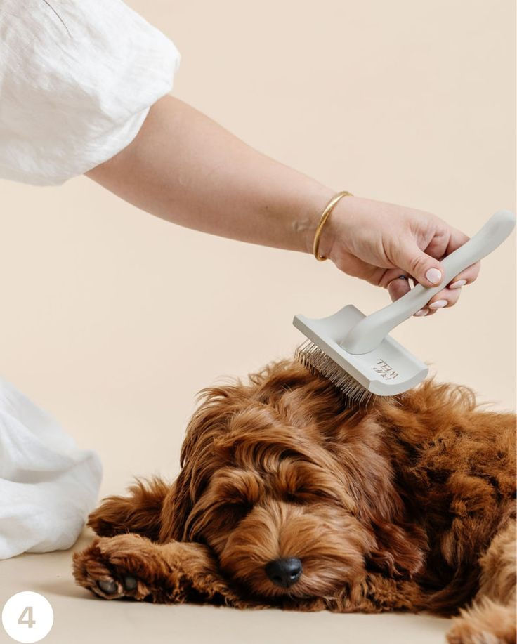 Why Pet Comfort Should Always Come First in Grooming