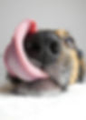 Dog licking