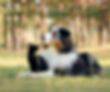 Chien et chat 4_edited_edited.png
