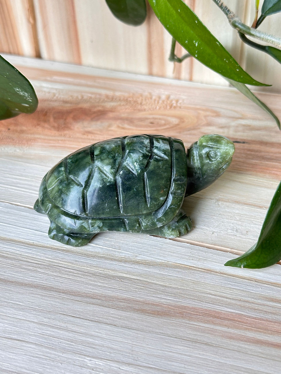 Thumbnail: Green Jade Turtles