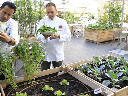 La sostenibilidad como ventaja competitiva en el catering y la consultoría gastronómica