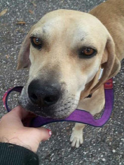 Buddy stray close up.jpg