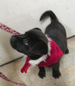 Mia o