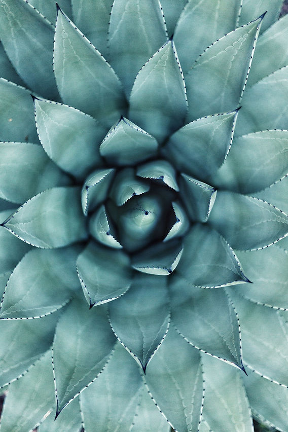 Succulent_edited.jpg
