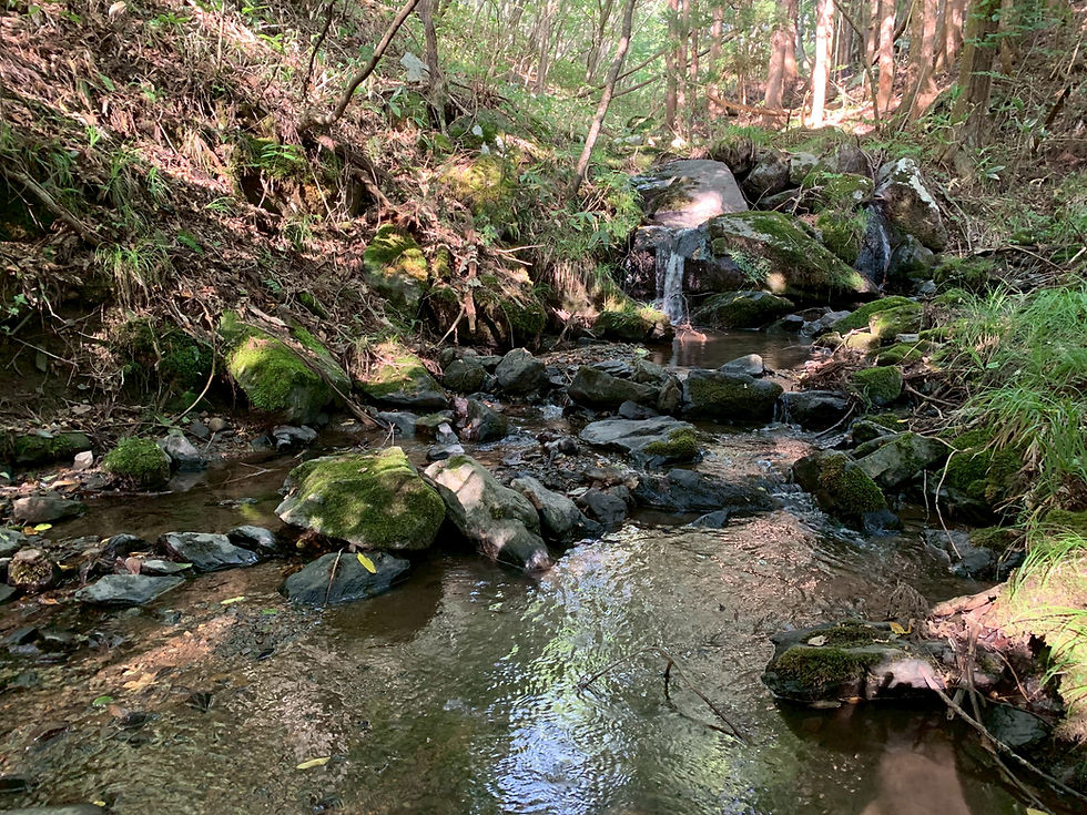 エリア脇を流れる沢