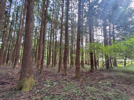 【forenta-TOCHIGI】日光に広がる別世界の森。踏み入れた瞬間に感じる澄んだ空気の新スポット