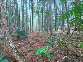 【forenta-MIE & NARA】2つの森で過ごせる特別プラン｜伊賀×まほろば共同キャンプエリア誕生