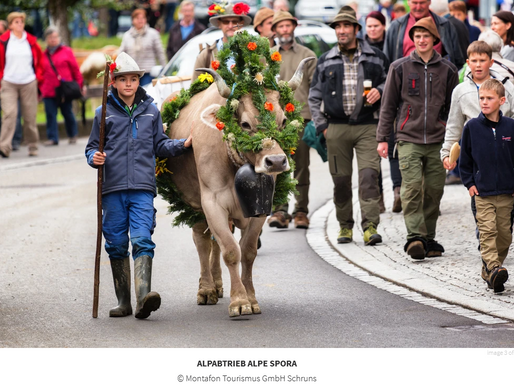 Alpabtrieb- Feierlichkeiten zu Ehren des Viehs