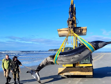 World's Rarest Whale Washes Up On New Zealand Beach