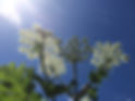 4286A2D8-A6C9-43D0-B0E4-1D0830395A2A.jpeg