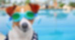 Jack Russell Terrier wearing goggles, do