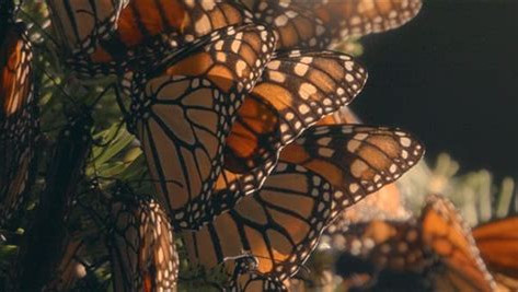 Pursuing the Monarchs: free film