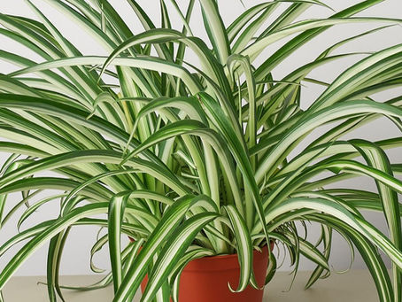 More Houseplants!