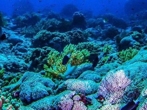 Reef-er Madness