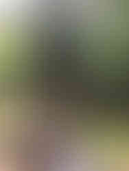 Brown bear with cubs