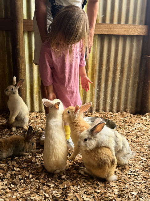 Toddler Feeding Rabbits in Mauritius