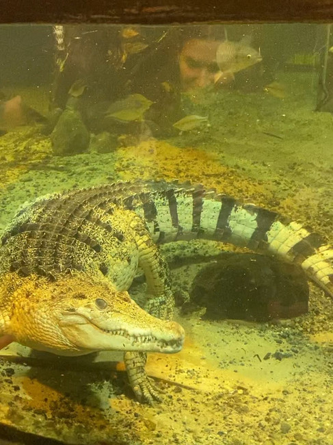 Crocodile at Bergen Aquarium