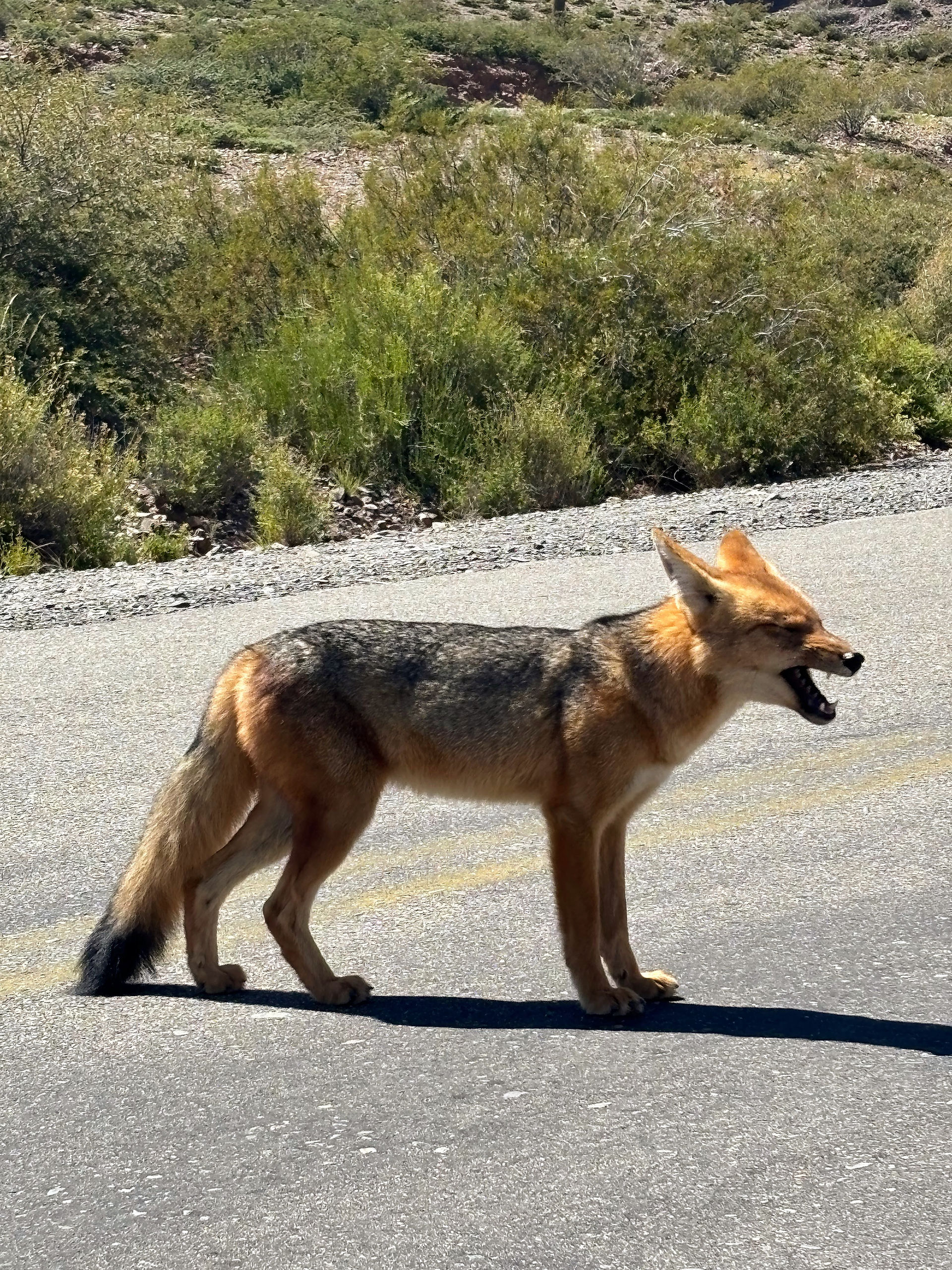 Fox on Route 33, Northern Argentina
