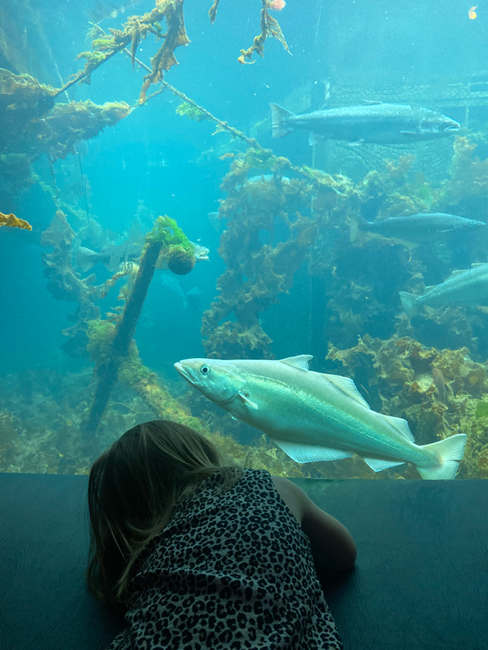 Fish tanks at Bergen Aquarium