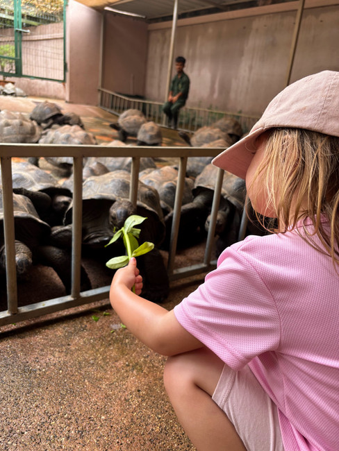Kid Feeding Tortoises at La Vanille Nature Park, Mauritius