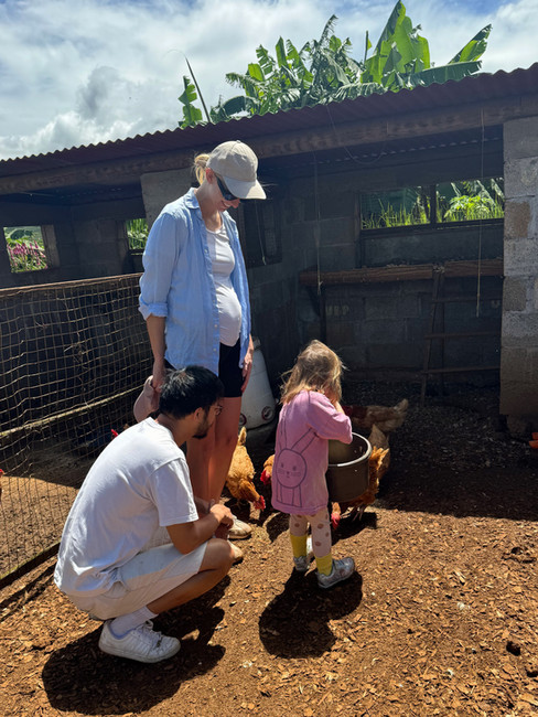 Toddler Feeding Chickens in Mauritius