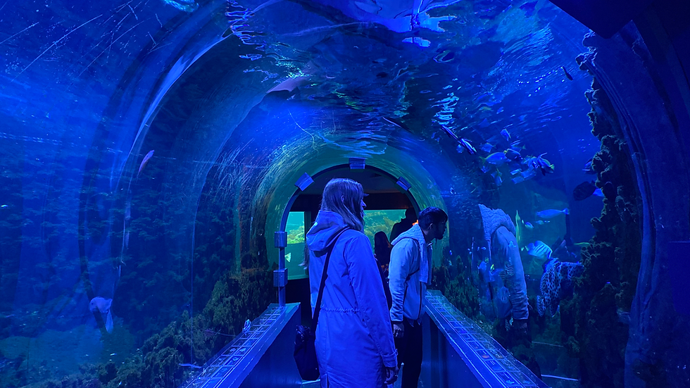 Shark tunnel at Bergen aquarium
