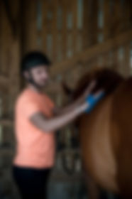 Experiencbrossage cheval _Merville-Franceville_-_Thomas_Le_Floch .jpg