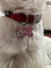 ULiULi mascotas 01.jpeg