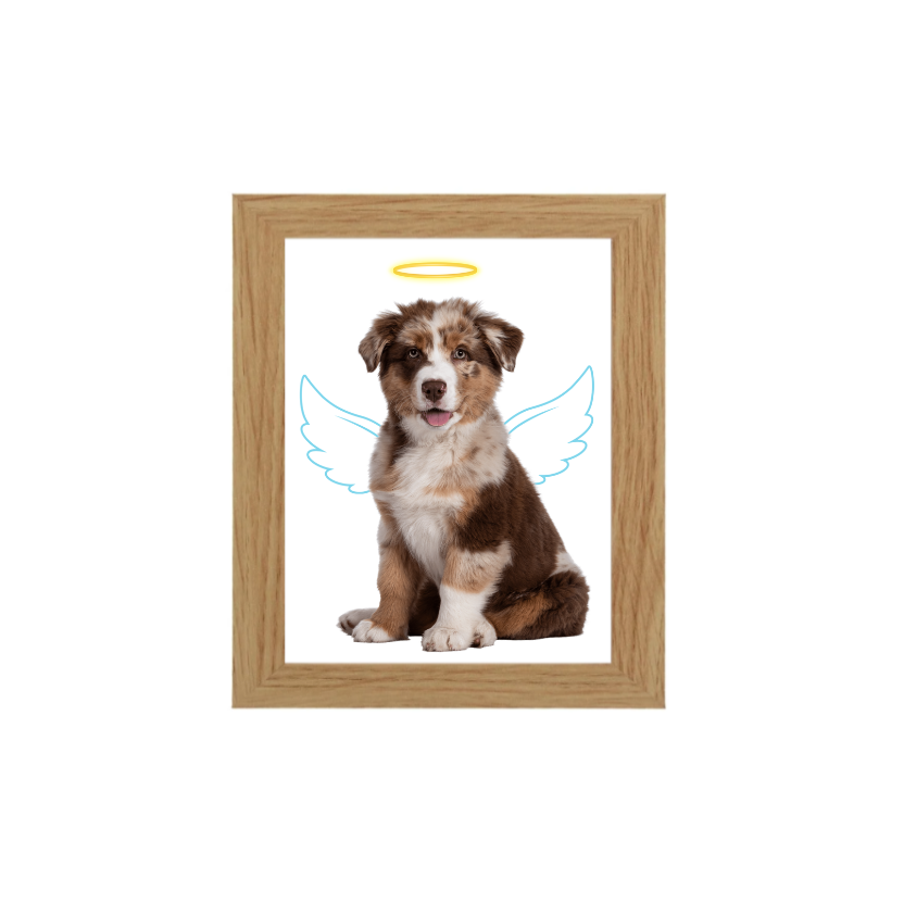 Miniatura: Cuadros ÁNGEL PELUDO