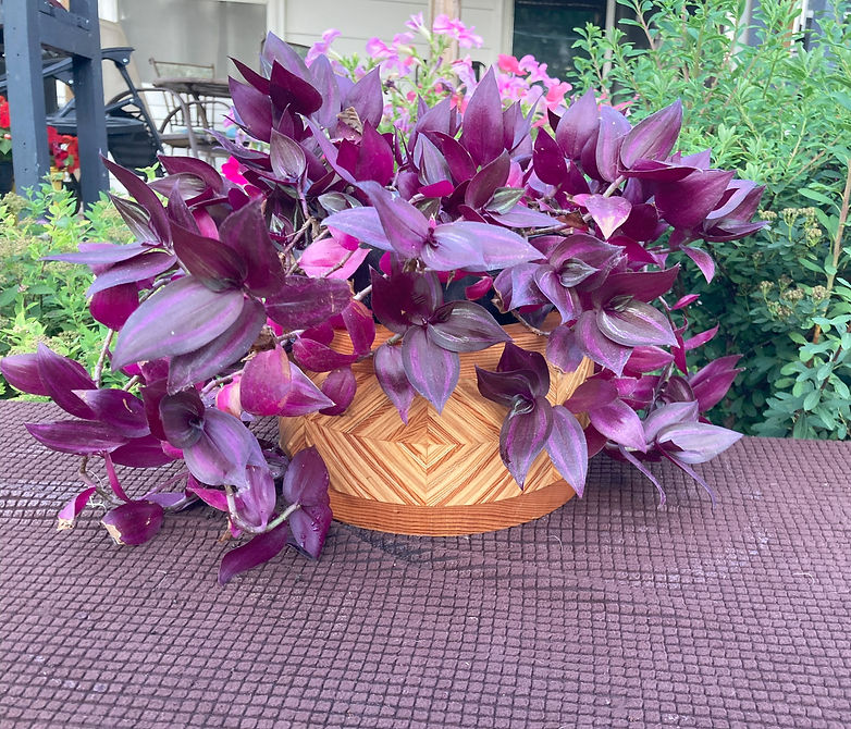 Purple plant in a decorative pot