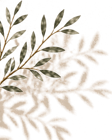Branche d'olivier avec ombre
