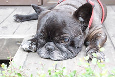 DSC00275.jpg
