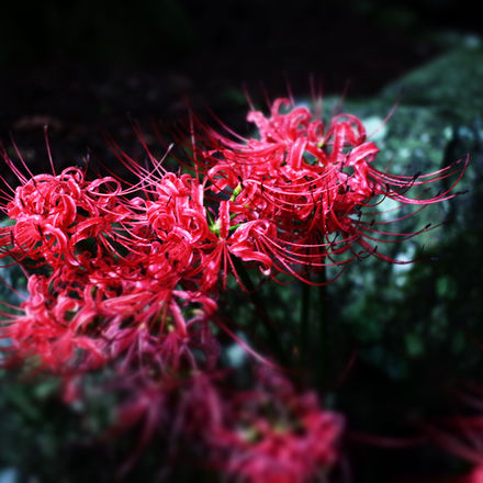 
Red spider lily, Japanese aesthetics, forgotten light, SHISOUAN
