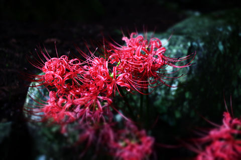 
Red spider lily, Japanese aesthetics, forgotten light, SHISOUAN
