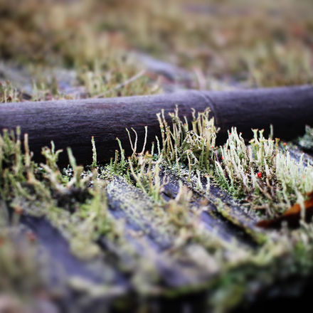 Moss and fallen branch, Japanese nature photography, SHISOUAN